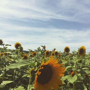 Meet your Posher, Lila